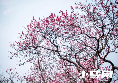梅花的含义和象征