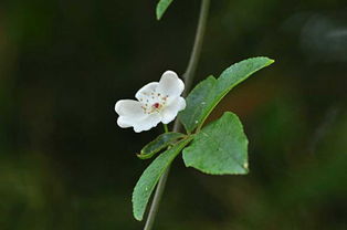 荼蘼花开