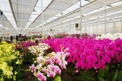北京鲜花批发