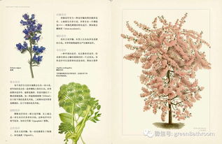 植物介绍大全 植物介绍大全