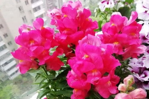 什么花象征着友谊