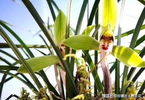 5亿天价兰花