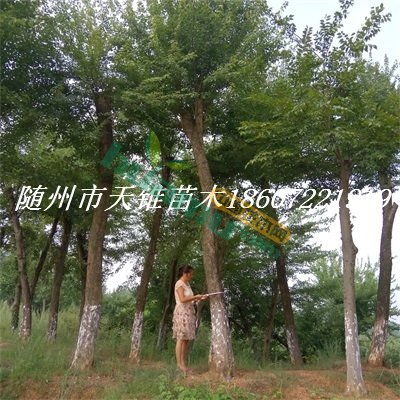三角枫树