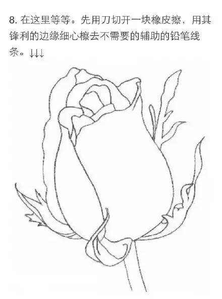 玫瑰花图片简笔画素描