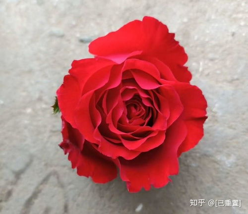 红玫瑰市场价多少元一只 红玫瑰市场价多少元一只