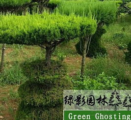 二十年的龙柏树价格