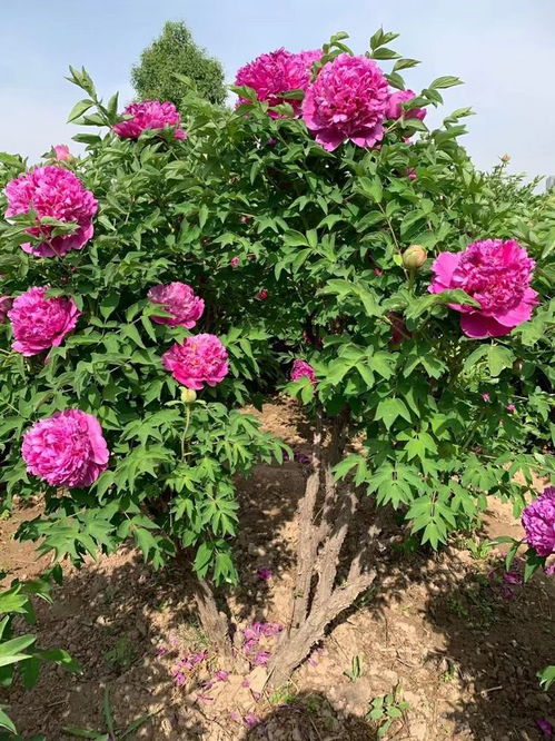 牡丹花为什么不能送人
