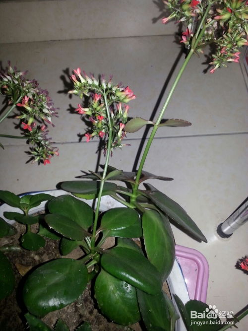 常见花卉图片及名称