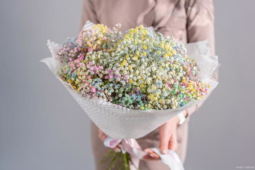 满天星颜色花语和寓意