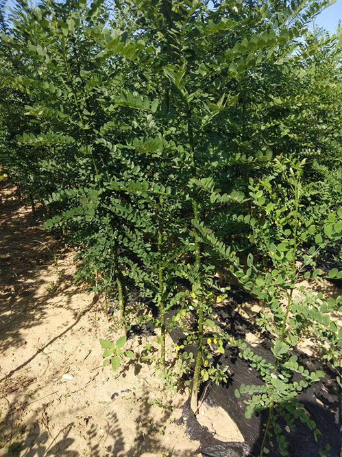 国槐树多少钱一棵