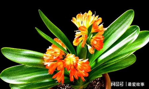 君子兰一般养几年开花 君子兰一般养几年开花