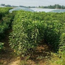 求购苗木的网站有哪些
