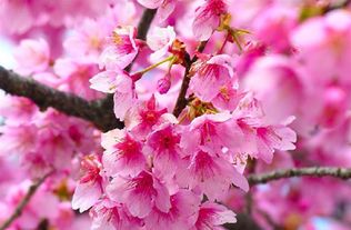 日本樱花的花语