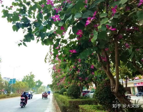 紫荆花叶子图片
