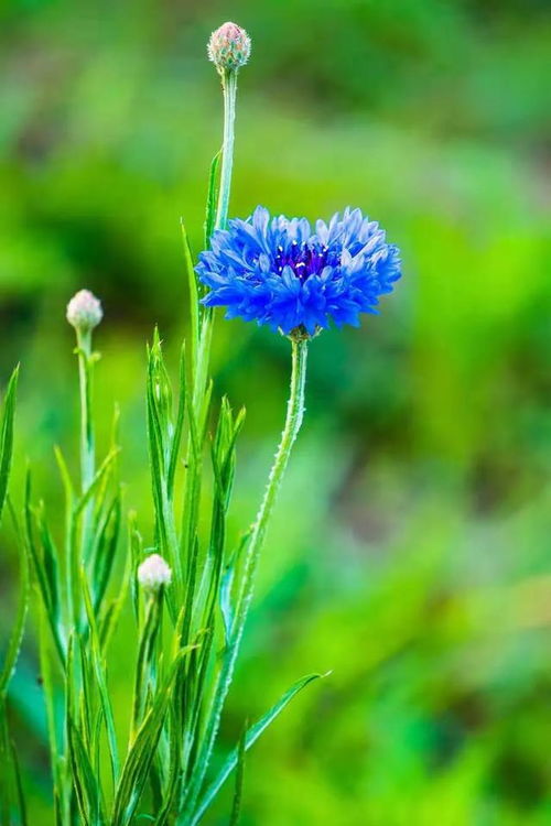 矢车菊图片花语