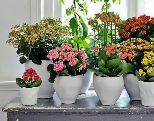 适合室内养的花 适合室内养的花