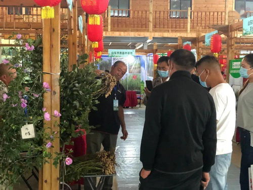 河南花木交易网