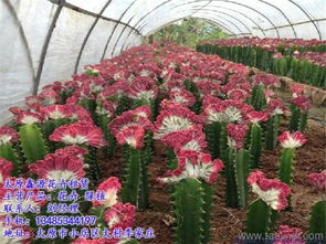 上海花卉市场批发市场在哪