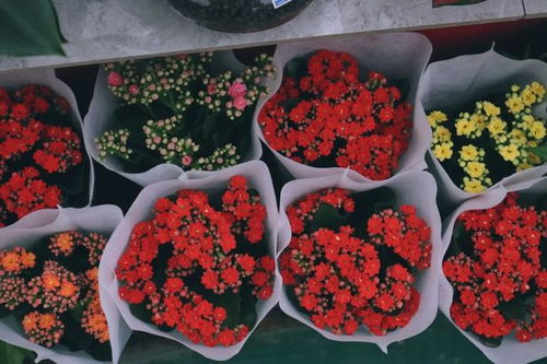 西安鲜花批发