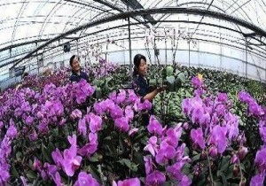 花卉网上批发市场