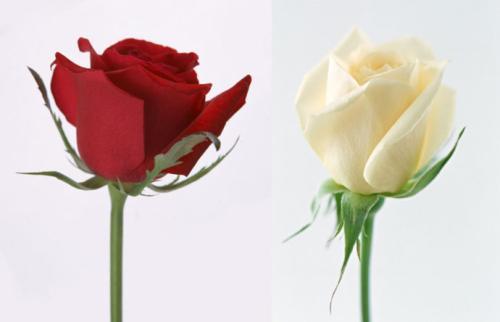 白色玫瑰花代表什么