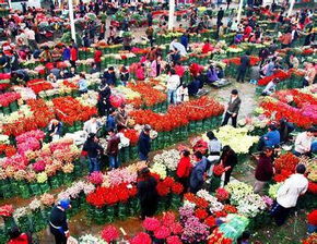 重庆鲜花批发市场在哪里