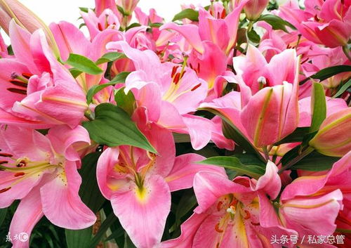 百合花寓意和象征