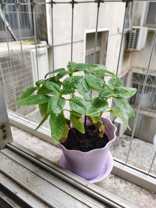 买花苗哪个网站靠谱