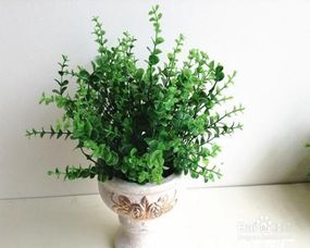 九里香绿植适合室内养吗
