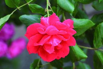 月季花怎么养家庭养法