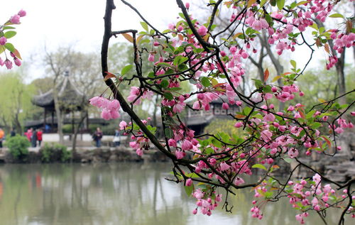 赞美海棠花的千古名句
