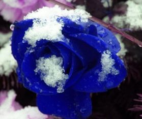 蓝玫瑰花语及传说