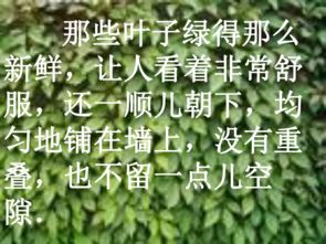 爬山虎的脚简笔画