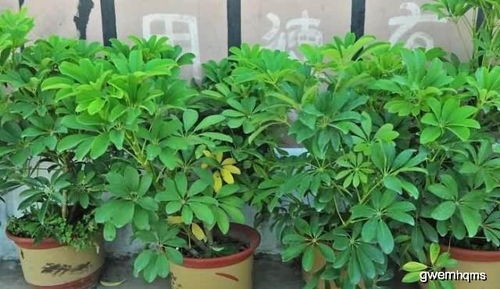 致癌的花鸭掌木