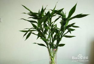 家中养什么植物聚财旺财 家中养什么植物聚财旺财