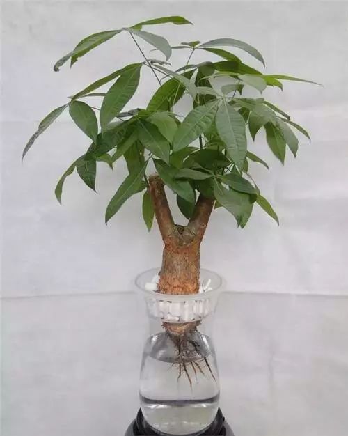 水养植物