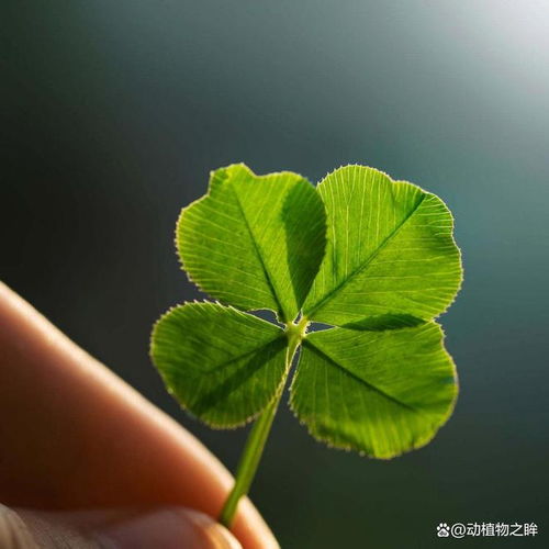 四叶草的寓意和花语