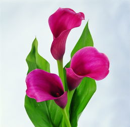 白色马蹄莲花语
