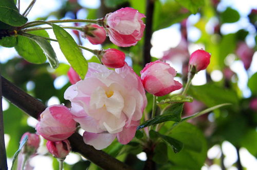 西府海棠花