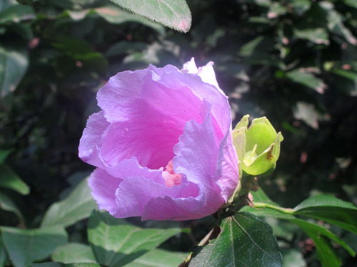 木槿花可以吃吗