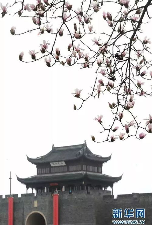 西安鲜花港