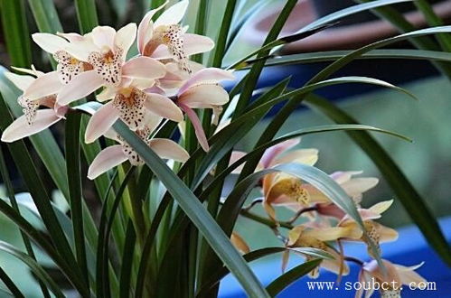 兰花花语解读兰花的象征意义 兰花花语解读兰花的象征意义