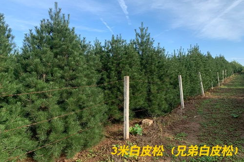 苗木采购网都有哪些啊
