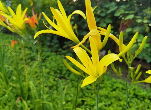 萱草花和黄花菜是一个东西吗