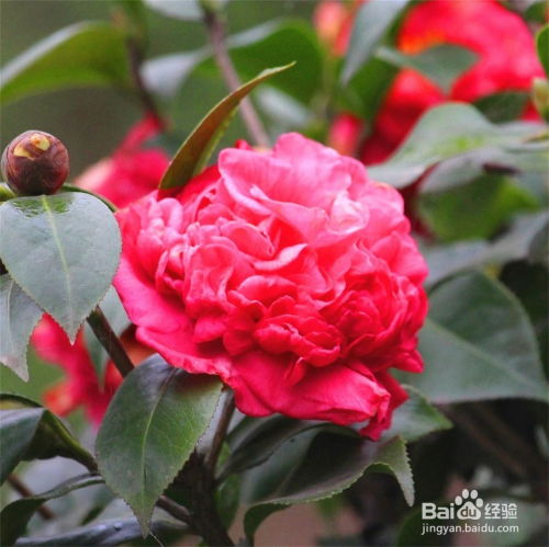 茶花的养殖方法