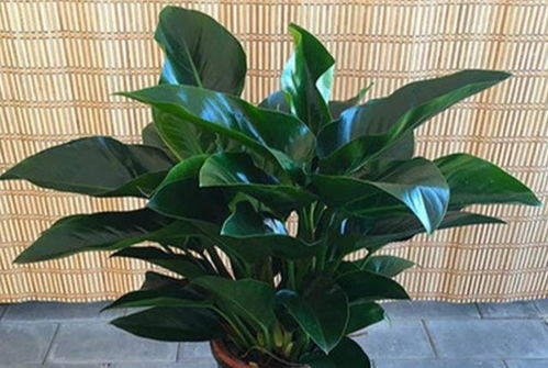 十大客厅耐阴绿植排名 十大客厅耐阴绿植排名