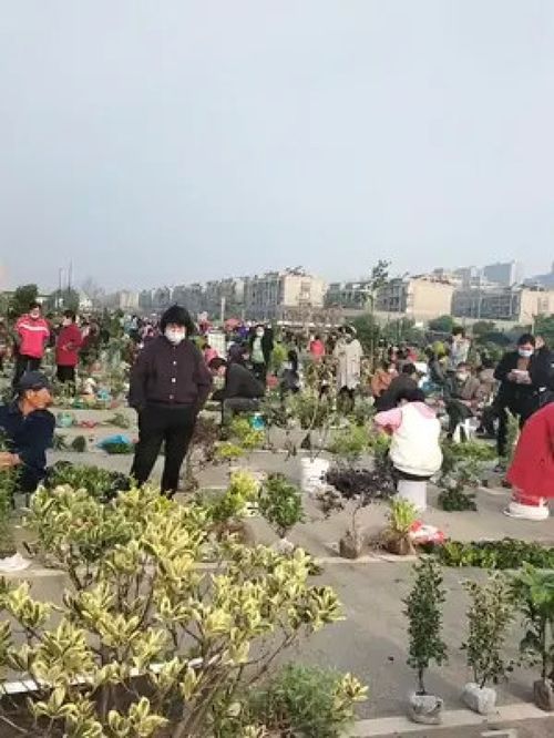 网上花木城