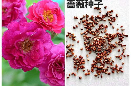 花卉种子大全