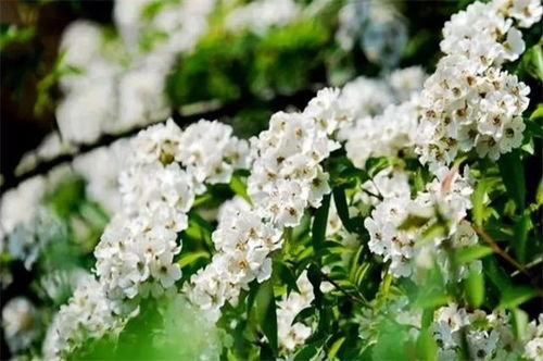 荼蘼花