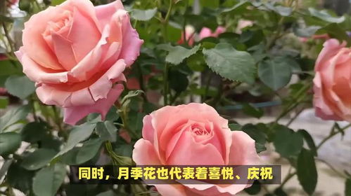 月季花的花语是什么意思